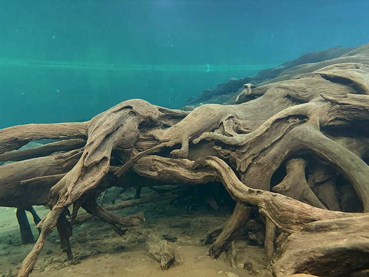 魚津埋没林博物館 水中展示館