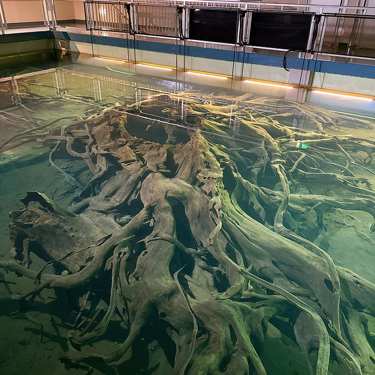 魚津埋没林博物館 水中展示館