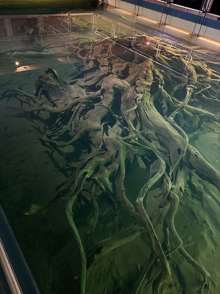 魚津埋没林博物館 水中展示館