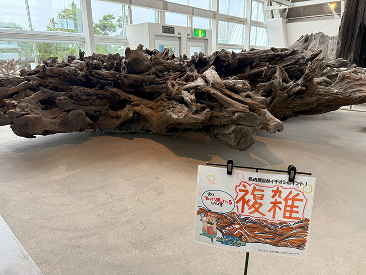 魚津埋没林博物館 乾燥展示室