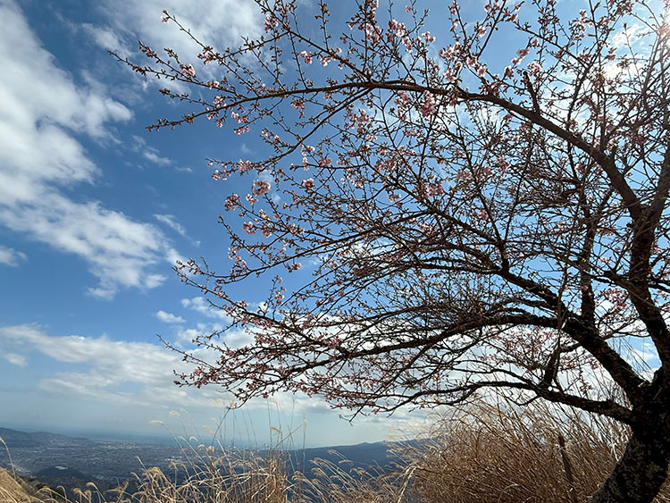 大野山登山途中の景色