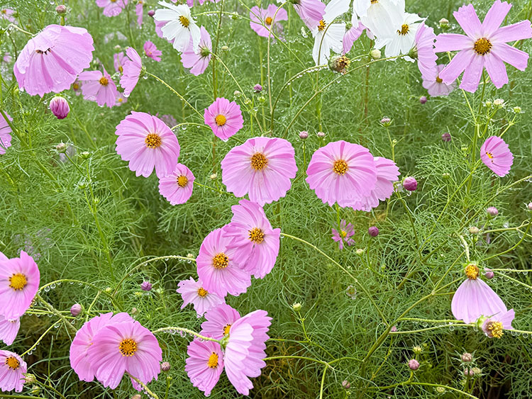コスモスの花