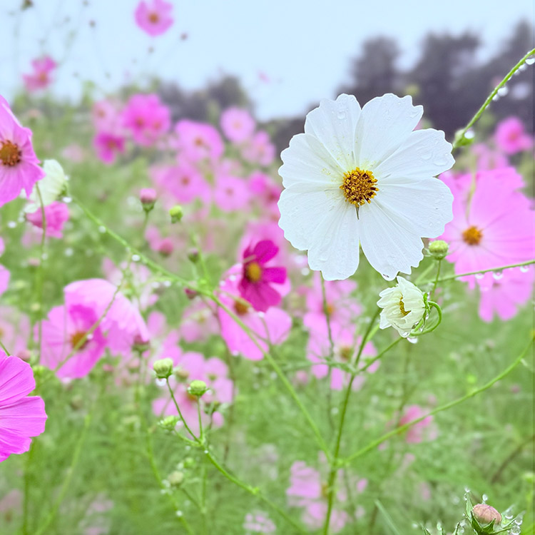 コスモスの花