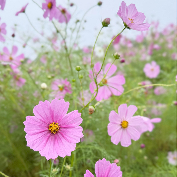 コスモスの花