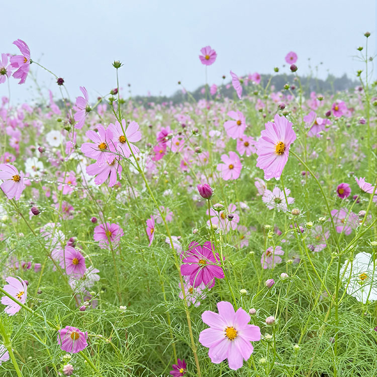 コスモスの花