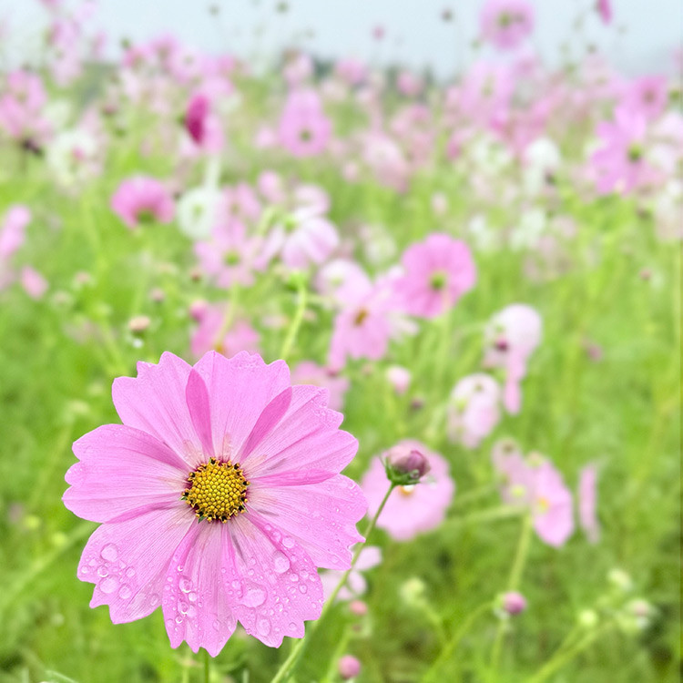 コスモスの花
