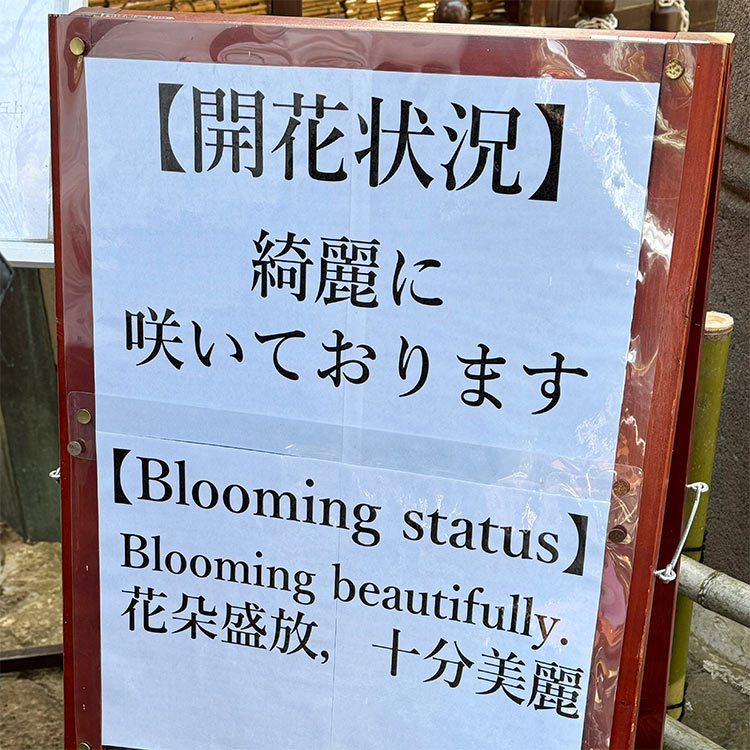 上野東照宮 ぼたん苑 開花状況