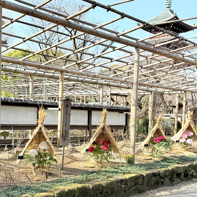 上野東照宮 冬ぼたん