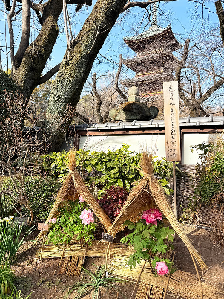 上野・東照宮 冬ぼたん 入江の華、島錦