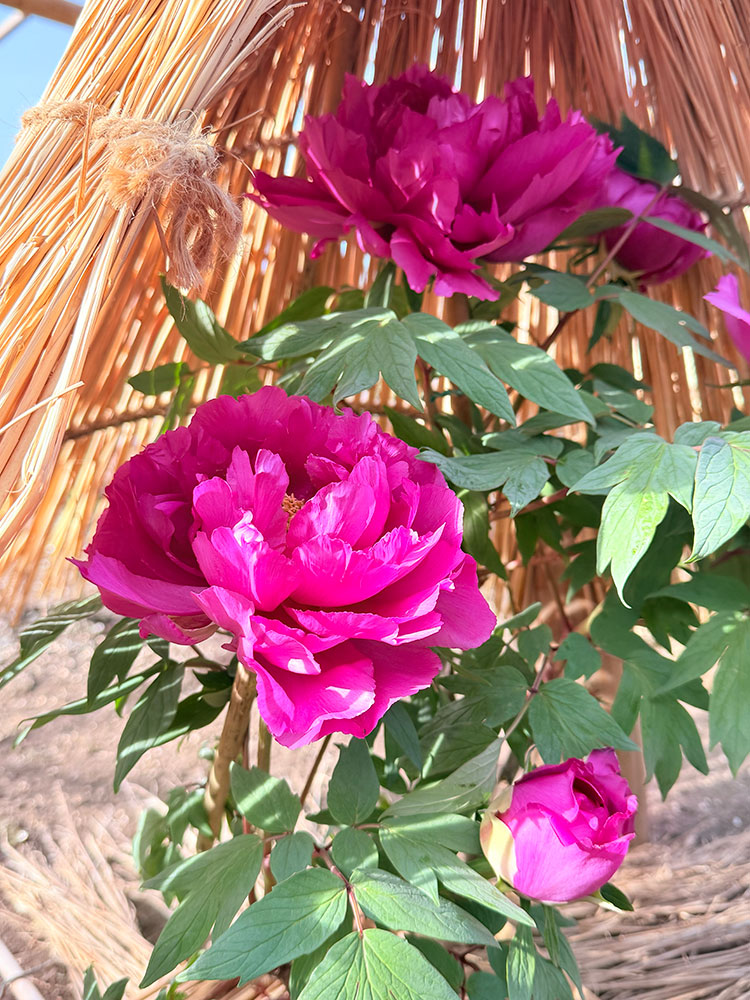 上野東照宮 冬ぼたん