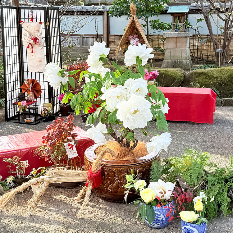 上野東照宮 冬ぼたん 連鶴
