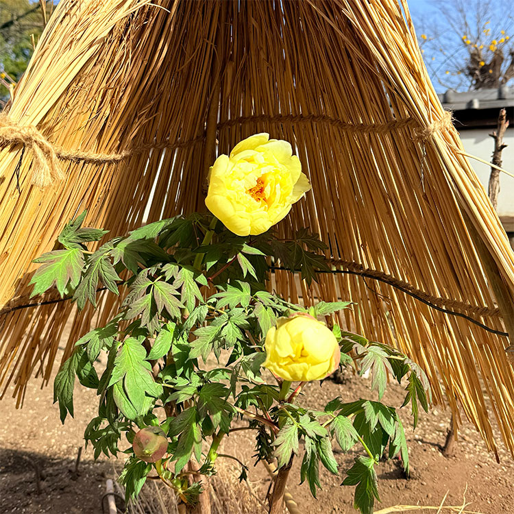 上野東照宮 冬ぼたん 黄冠