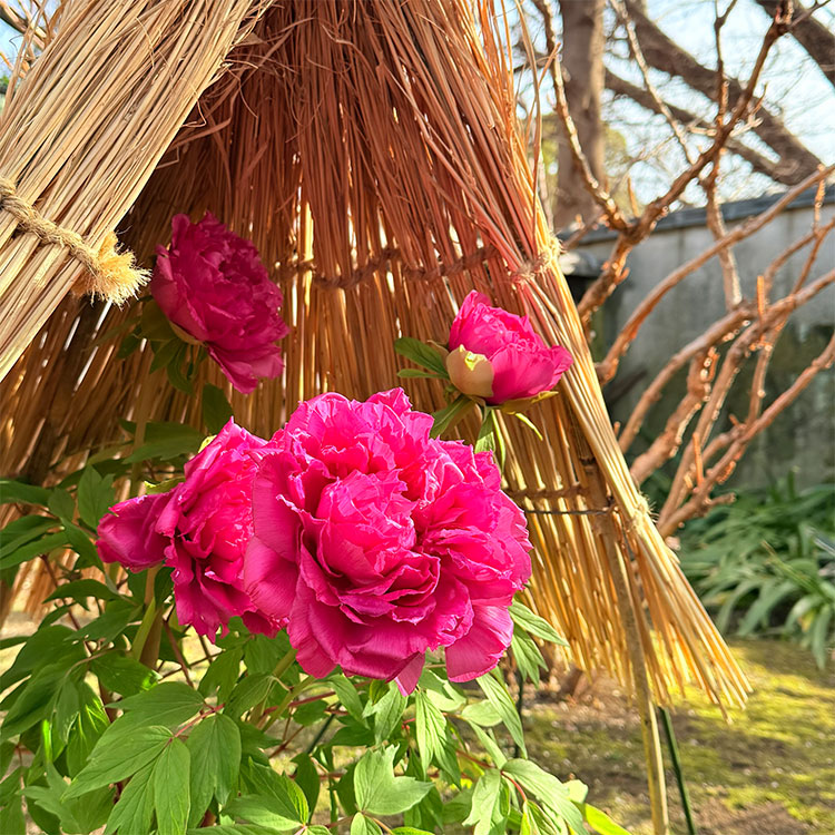 上野東照宮 冬ぼたん