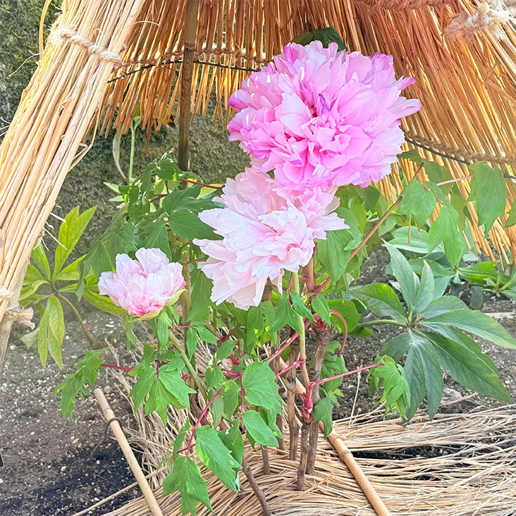 上野東照宮 冬ぼたん 春光寿