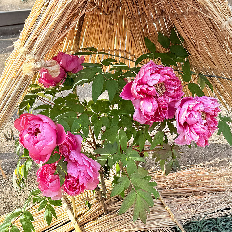 上野東照宮 冬ぼたん 島錦