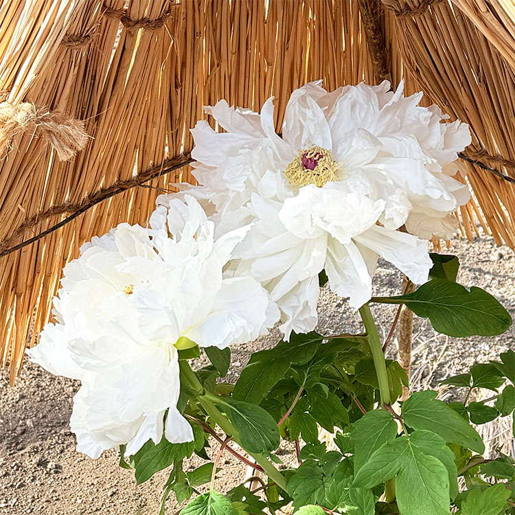 上野東照宮 冬ぼたん 天衣