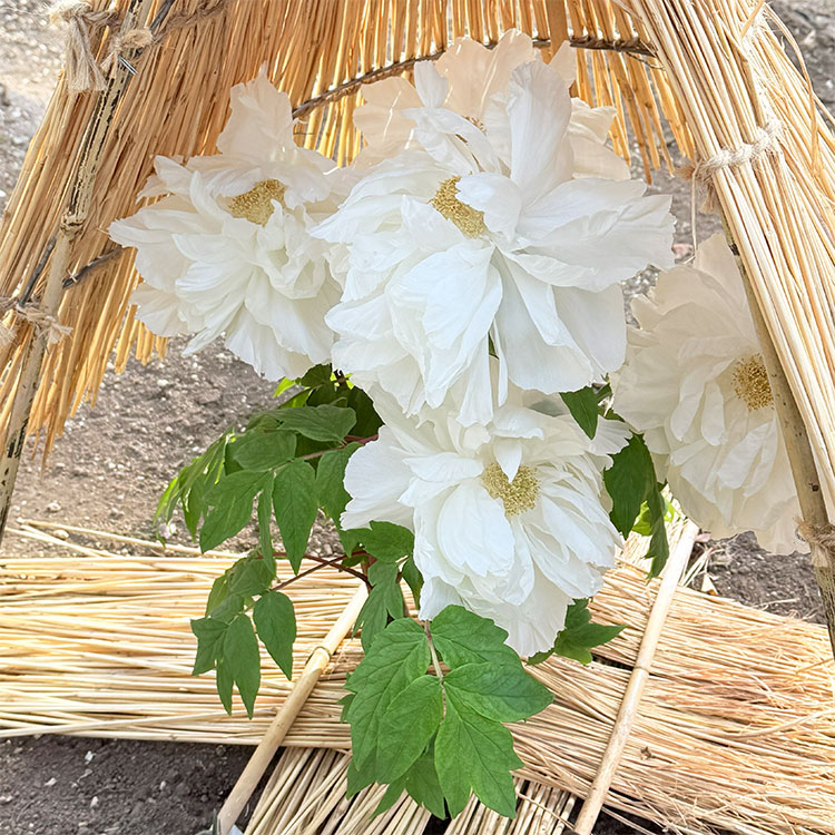 上野東照宮 冬ぼたん 連鶴