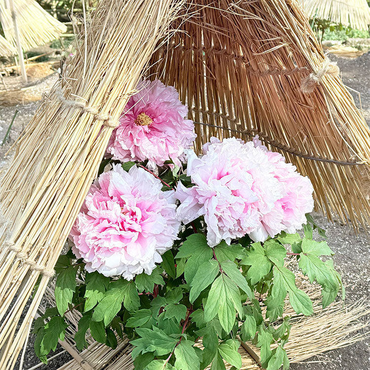上野東照宮 冬ぼたん 明日香