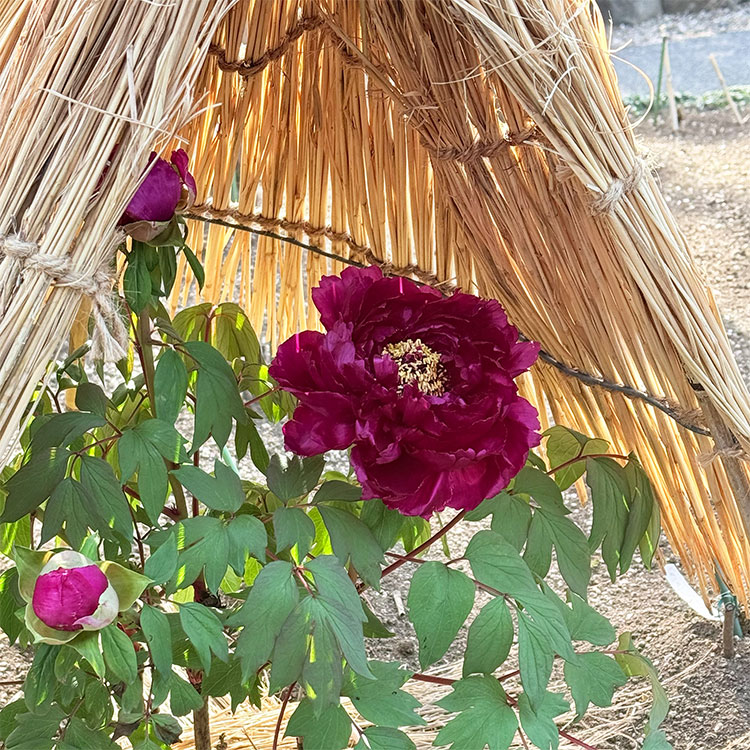 上野東照宮 冬ぼたん 不夜城