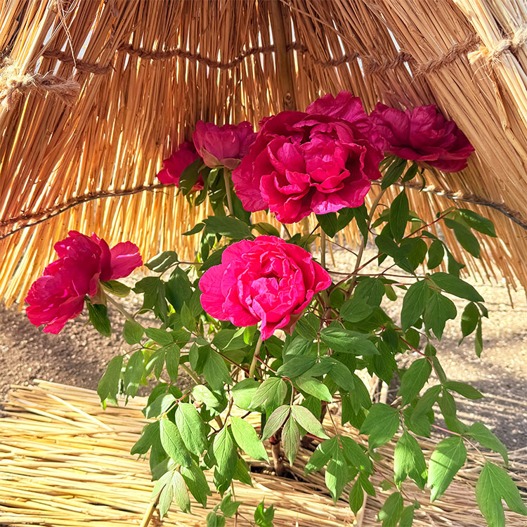 上野東照宮 冬ぼたん 島の輝