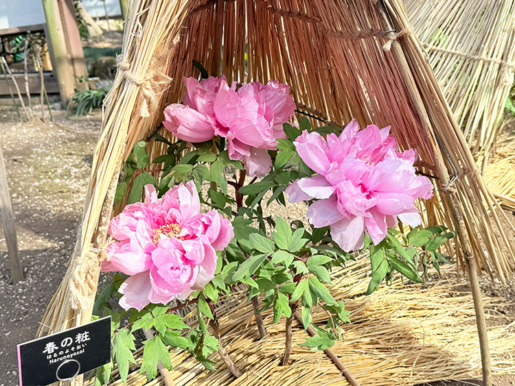 上野・東照宮 冬ぼたん 春の粧