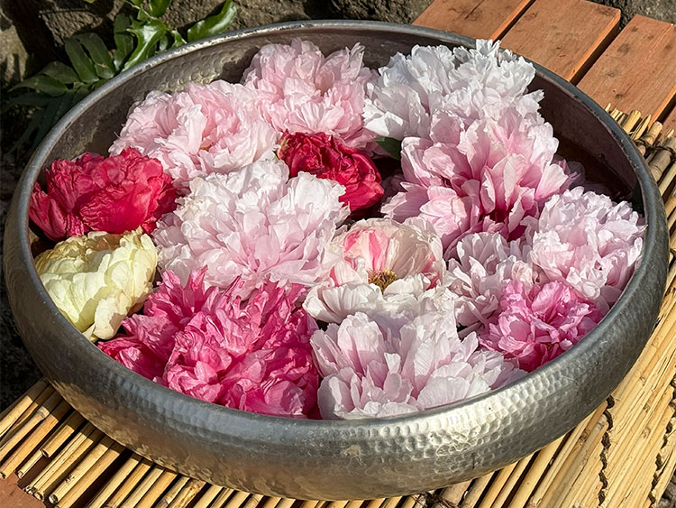 上野東照宮 冬ぼたん