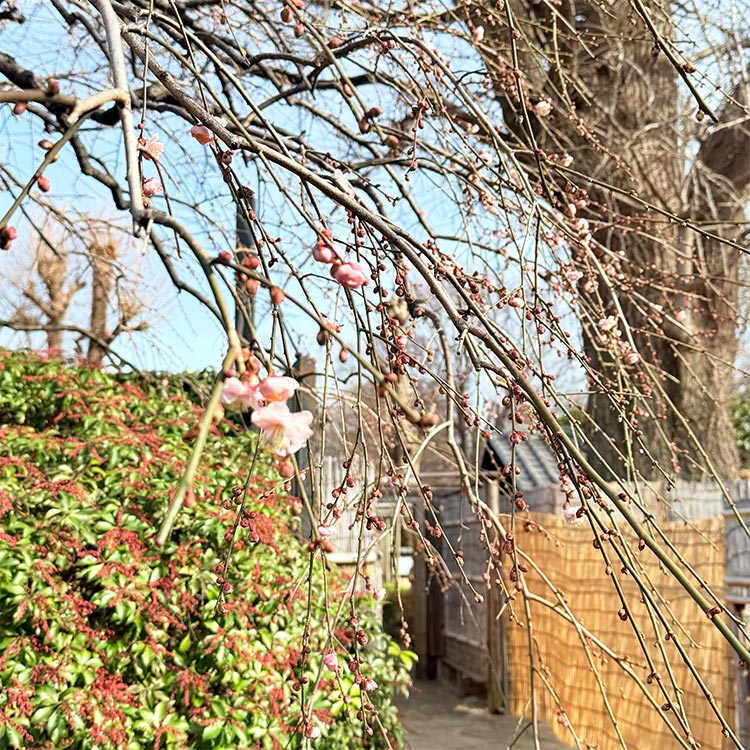 上野東照宮 ぼたん苑 梅